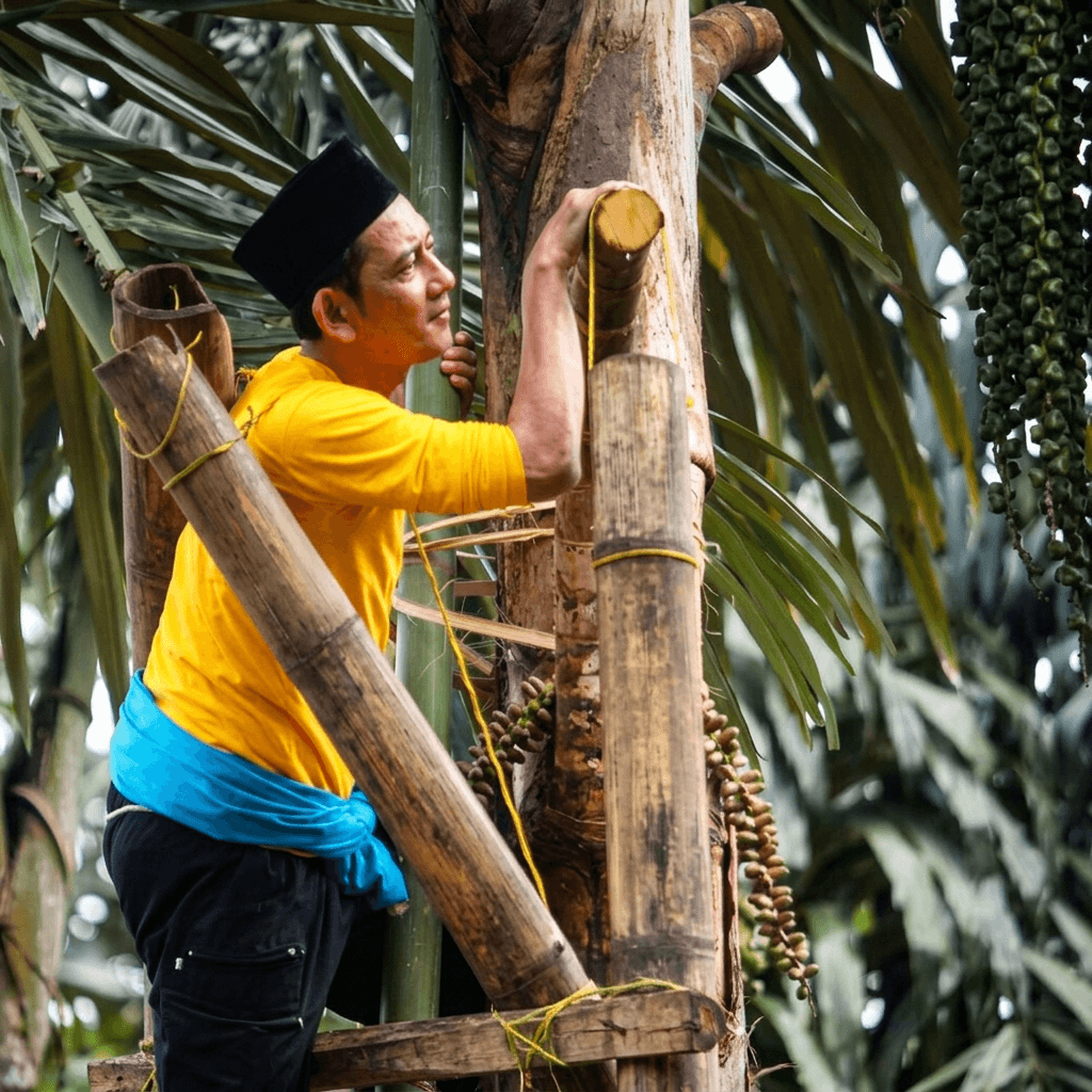 Pohon aren di lereng perbukitan, sumber nira untuk Gula Aren Granula